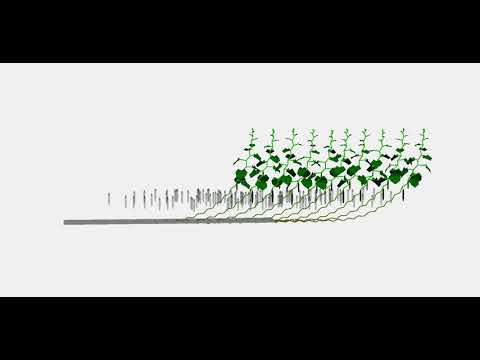High-wire cucumber growth simulation (L-system)