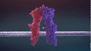 Active pump transport protein