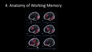 9.4. Anatomy of Working Memory, Fundamentals of Cognitive Neuroscience Course, Session 9, Part 4