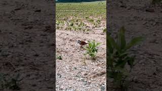 Feisty little killdeer with crazy fast Morse code skills☺️