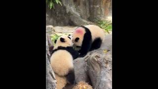 The panda cub finishes provoking its companion, then turns around, tumbles, and falls down! #panda
