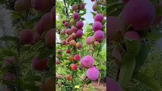 Apple #fruit #fruits #freshfruit #fruitfresh #fruitsvideo #fruitvideos #videofruits #fypシ゚viral