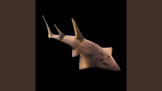 Intergalactic Guitarfish for World Peace