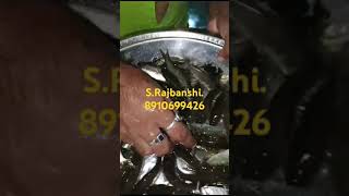 Rui.seed.2024.whol sale price.S.Rajbanshi.all over India supply.pond to pond.Dalavery