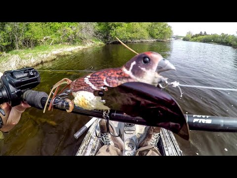 Fishing A Bird Lure For River MONSTERS!