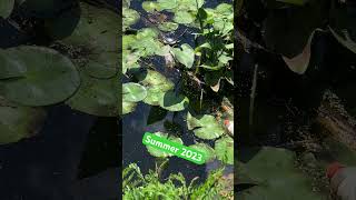 Charles River Pollution 2023