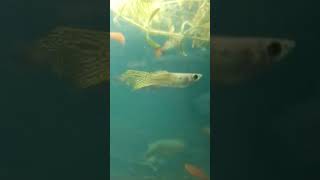 #2shots #fish #twofish #fishing #minifish #funnyanimals #animalhumor