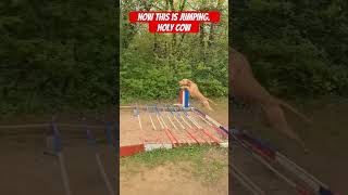 Now this is jumping. Holy cow
