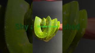 #greentreepython