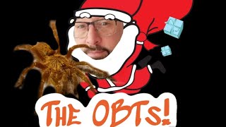 Breeding Project! Meet The OBTs! #obt #orangebiteything #orangebaboontarantula #breedingproject