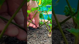 Small Sunflower Cuttings. Please try and apply them now. #viralvideo #trynow #applynow