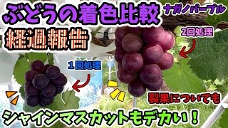 [🍇Grapes] Progress report on color comparison and cracking. Shine Muscat is also doing well. Repo...