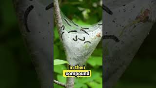 How Butterflies Taste with Their Feet! 🦋 #AmazingFacts #NatureShorts #naturecuriosities #facts