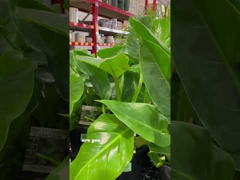 🌱🌿🍃🍂🍀☘️🌾 If you ask me what I want as a present 🤪#plant #shortvideo #shorts #shortsfeed