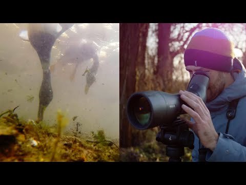 Winter Ducks | #gobirdingvlog 4 | Birding Vlog