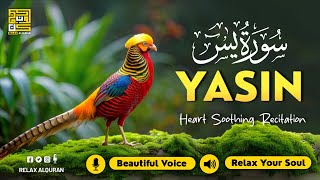 Surah Yasin (Yaseen) سورة يس ✦ Beautiful voice heart touching ✦ Quran For Sleep ✦ Alaa Aqel