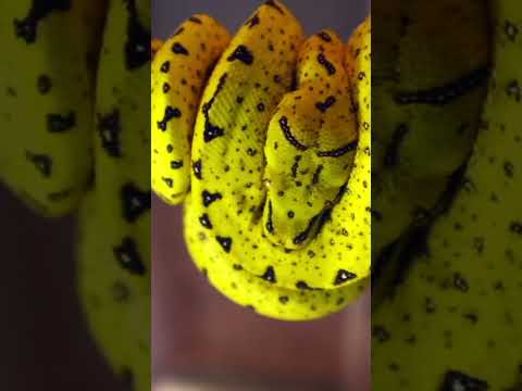 Meet Porunga. My baby  green tree Python! #snake #reptile #greentreepython #chondro