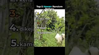 Top 5 Hewan Random Terlucu😂