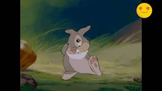 Shy rabbit