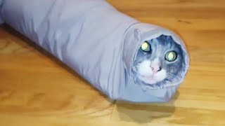 These Cat Fails Are Hiss-terical 😹 | Funny Cat Videos | Peachy 2023
