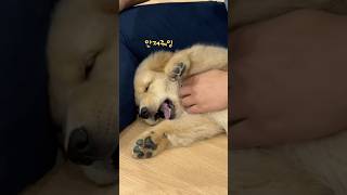 모두를 녹일 우디의 애교!🐾