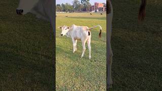 Joke with cow #shorts
