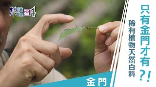 【安心國旅】振興台灣 何處去｜只有金門才有！植物生態天然百科