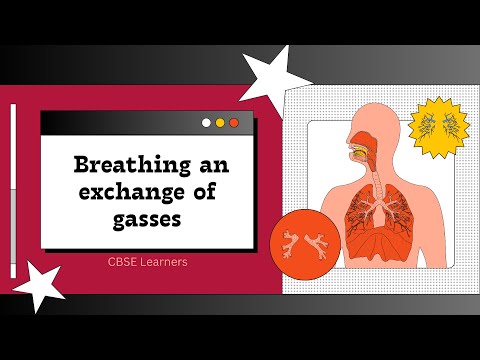 🫁Breathing & Exchange of Gases💨 | Class 11 Biology | CBSE Exam Made Easy🎯📖| One Shot Part-1| NEET😲