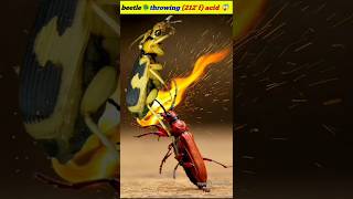 🔥 Bombardier Beetle: Nature’s Tiny Fire-Breathing Defender! 🔥 #facts #amazingfact #nature