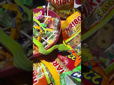 Sweet Serpent Surprise: Green Tree Python vs Haribo Madness! 🐍🍬 #PythonAdventures #HariboChallenge