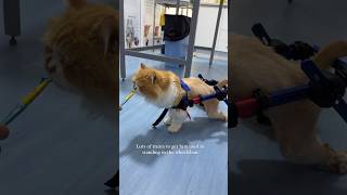 Wheelchair fitting for paralyzed cat #shorts #cats #vetphysio #catwheel #catvideos #catlover
