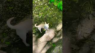 БОНІЧКА🐶🌸 НА ПРИРОДІ🌱 #прогулянка #відпочинок #київ #вднх #вихідний #парк