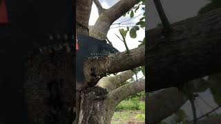 Cutting the tree 💝❤️ 💝#foryou #satisfying #youtubeshorts #woodworking #intertainment #fyp #nature
