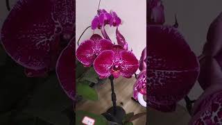 How amazing to grow orchids plant fast and easy #2120