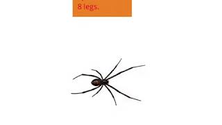 Fighting Spiders by Ethan and Cole