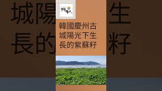韓國千年味人初榨冷壓紫蘇油 9x16
