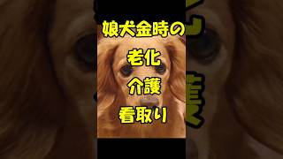 【ミニチュアダックスフンド】の娘犬金時の老化と介護と看取り　#shorts#ミニチュアダックスフンド#介護