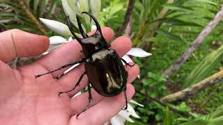 Beautiful Chalcosoma Male