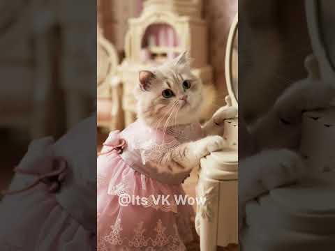 Best Dress for Meow Cat #cat #catlover #catstory #short #cute #beutiduldress Tell d best dress