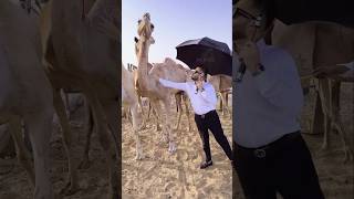 Camels are honored in Saudi Arabia on Eid al-Adha #shortsvideo