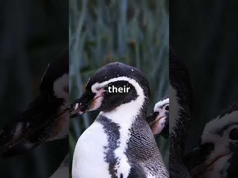 Penguins Sing Heartfelt Tribute to Lost Friend  #facts