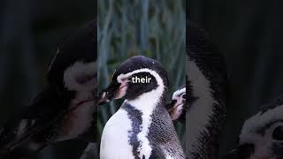 Penguins Sing Heartfelt Tribute to Lost Friend  #facts