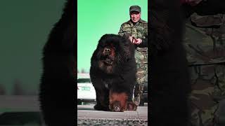 53、藏獒【无敌】#藏獒#猛犬#狗王#幼犬 #藏獒 #pets #狗訓練 #藏獒 #狗訓練 #猛犬 #猛犬 #animals #黃狗 #黃狗 #幼犬 #cute #幼犬 #老友狗狗 #獒犬 #老友狗狗