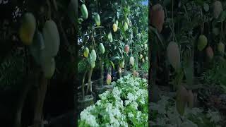 জাতীয় বৃক্ষ মেলা ২০২৫ #dhaka#গাছ_ও_প্রকৃতি #গাছপালা #গাছেরপরিচর্যা #travel