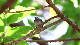 黑枕藍鶲幼鳥(巢外餵食)