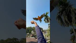 Birds hand feeding information 🦜 #birds #shortsfeed #parrot #handfeeding