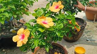 বর্ষাকালে জবা গাছের পরিচর্যা #গাছেরপরিচর্যা #জবাগাছ #জবাফুল 