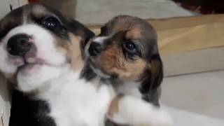 2 Minutes of Beagle Cuteness Overload (Teenie the Beagle)