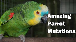 Parrot Mutations for Inspiration & Learning | With Tony Silva & David Monroger