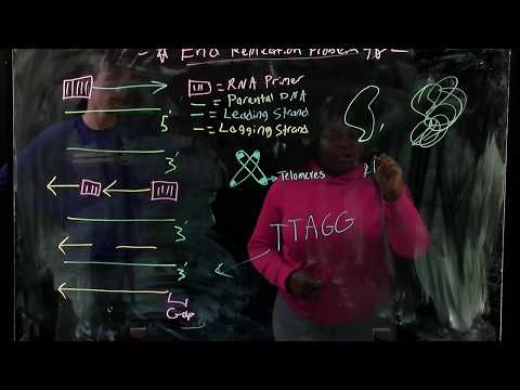Describing the End Replication Problem (BIOS 041)